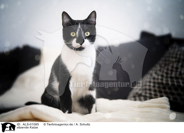 sitzende Katze / sitting cat / ALS-01085
