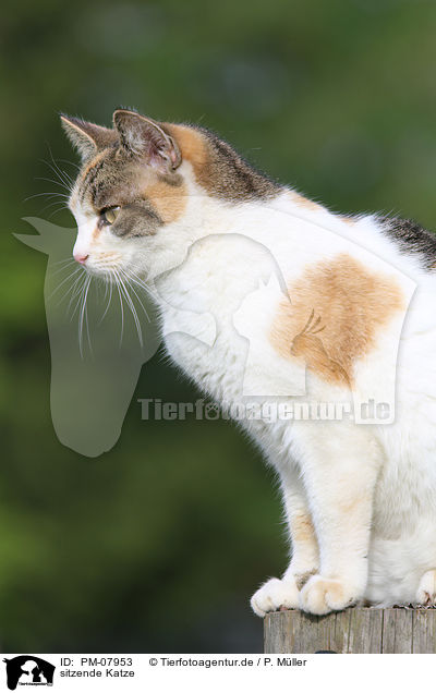 sitzende Katze / sitting cat / PM-07953