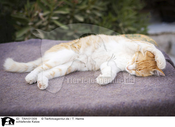 schlafende Katze / sleeping cat / TAH-01309