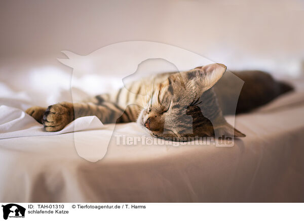schlafende Katze / sleeping cat / TAH-01310