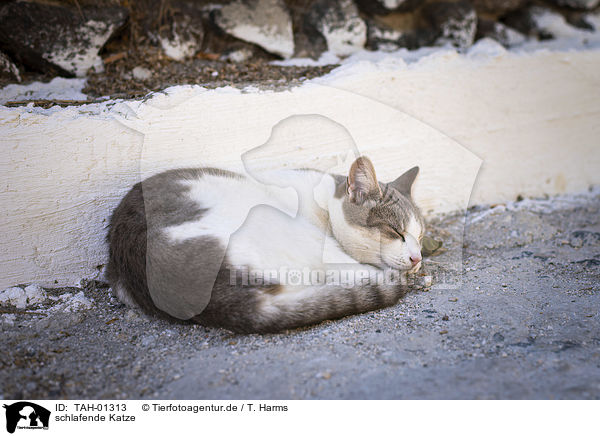 schlafende Katze / sleeping cat / TAH-01313