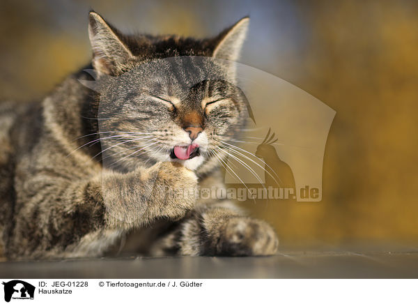Hauskatze / domestic cat / JEG-01228