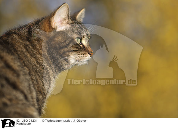 Hauskatze / domestic cat / JEG-01231