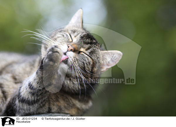 Hauskatze / domestic cat / JEG-01234