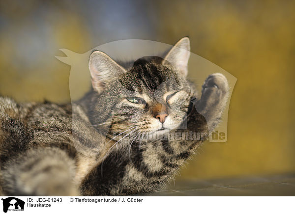 Hauskatze / domestic cat / JEG-01243
