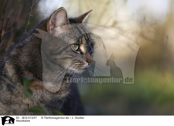Hauskatze / domestic cat / JEG-01247