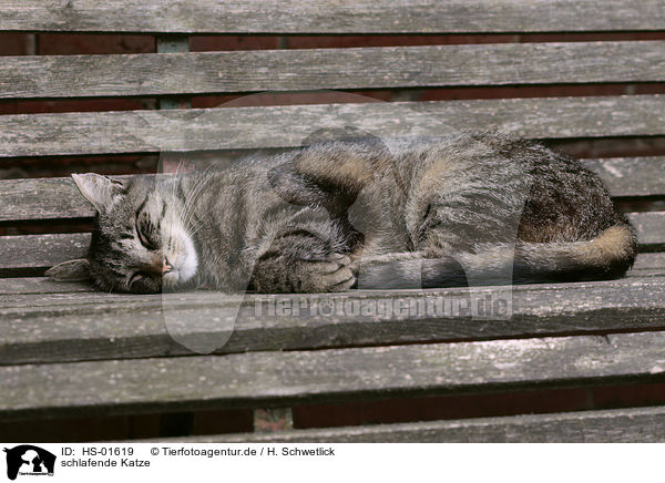 schlafende Katze / sleeping cat / HS-01619
