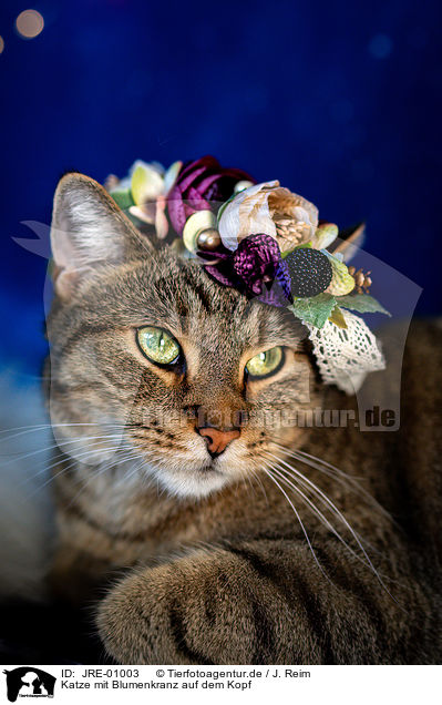 Katze mit Blumenkranz auf dem Kopf / Cat with flower wreath on head / JRE-01003