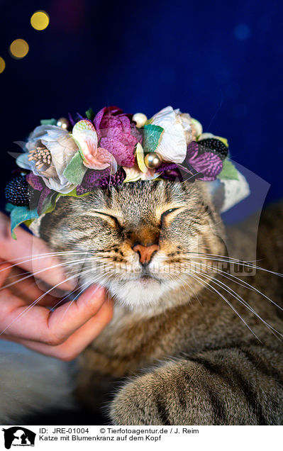 Katze mit Blumenkranz auf dem Kopf / Cat with flower wreath on head / JRE-01004