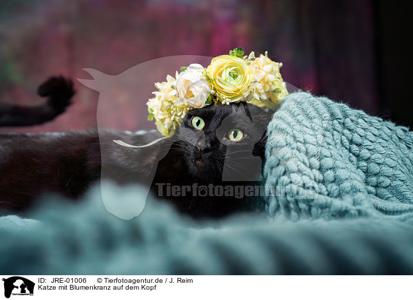 Katze mit Blumenkranz auf dem Kopf / Cat with flower wreath on head / JRE-01006