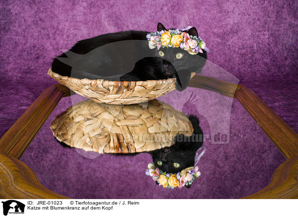 Katze mit Blumenkranz auf dem Kopf / Cat with flower wreath on head / JRE-01023