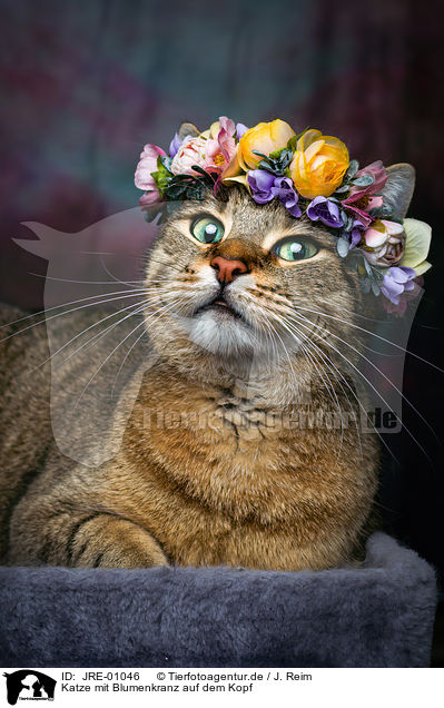 Katze mit Blumenkranz auf dem Kopf / Cat with flower wreath on head / JRE-01046