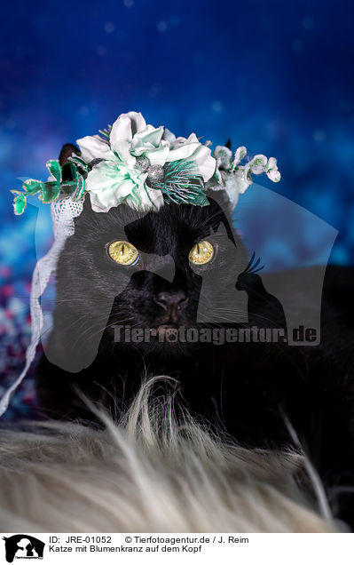 Katze mit Blumenkranz auf dem Kopf / Cat with flower wreath on head / JRE-01052