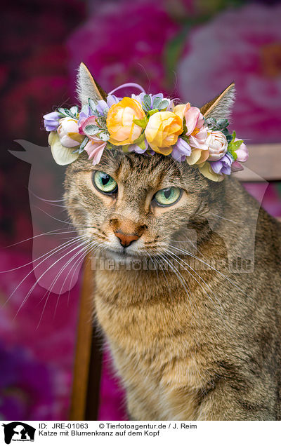 Katze mit Blumenkranz auf dem Kopf / Cat with flower wreath on head / JRE-01063