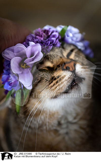 Katze mit Blumenkranz auf dem Kopf / Cat with flower wreath on head / JRE-01066