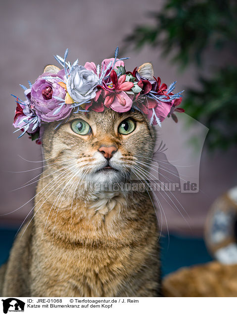 Katze mit Blumenkranz auf dem Kopf / Cat with flower wreath on head / JRE-01068