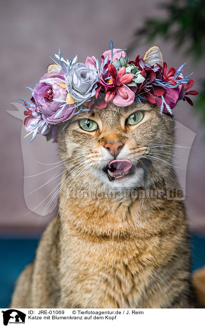 Katze mit Blumenkranz auf dem Kopf / Cat with flower wreath on head / JRE-01069