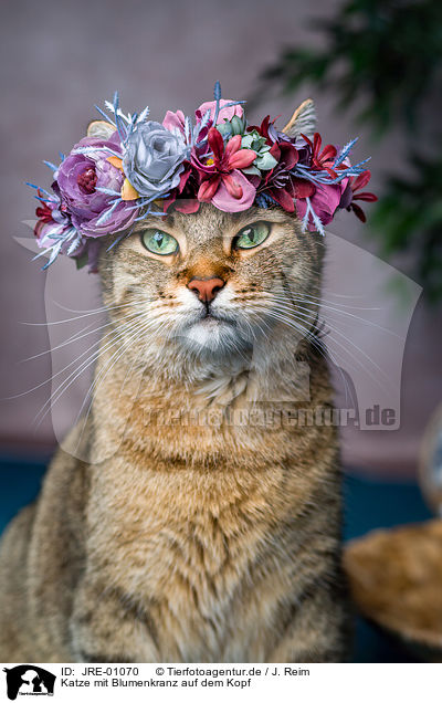 Katze mit Blumenkranz auf dem Kopf / Cat with flower wreath on head / JRE-01070