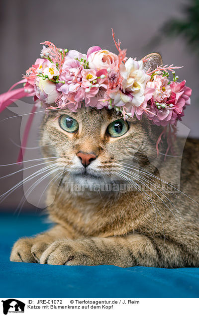 Katze mit Blumenkranz auf dem Kopf / Cat with flower wreath on head / JRE-01072