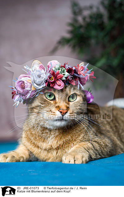 Katze mit Blumenkranz auf dem Kopf / Cat with flower wreath on head / JRE-01073