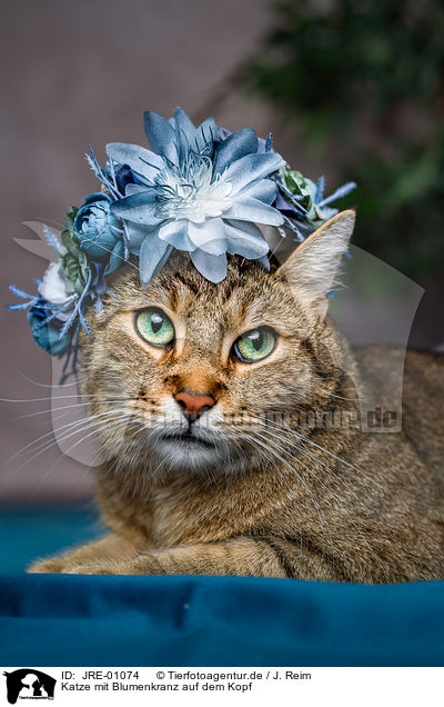 Katze mit Blumenkranz auf dem Kopf / Cat with flower wreath on head / JRE-01074