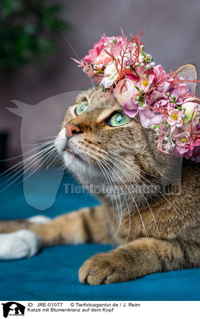 Katze mit Blumenkranz auf dem Kopf / Cat with flower wreath on head / JRE-01077