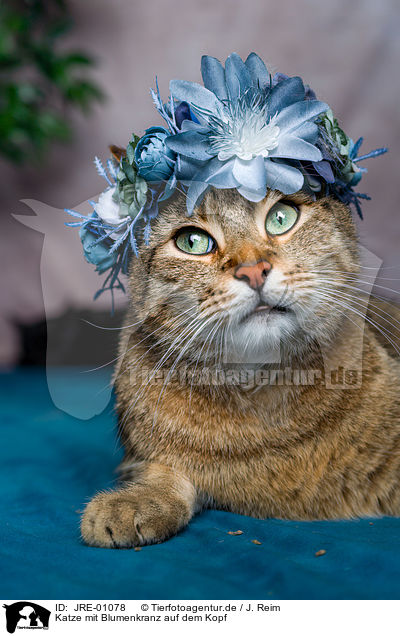 Katze mit Blumenkranz auf dem Kopf / Cat with flower wreath on head / JRE-01078