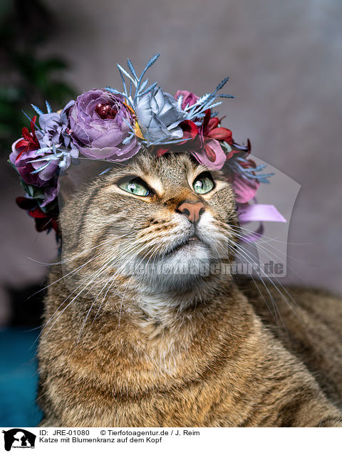 Katze mit Blumenkranz auf dem Kopf / Cat with flower wreath on head / JRE-01080