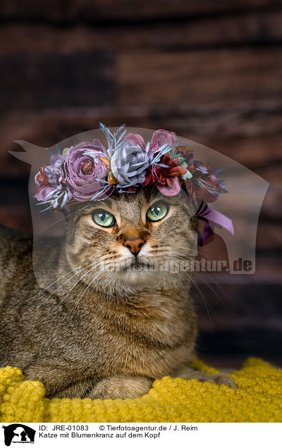 Katze mit Blumenkranz auf dem Kopf / Cat with flower wreath on head / JRE-01083