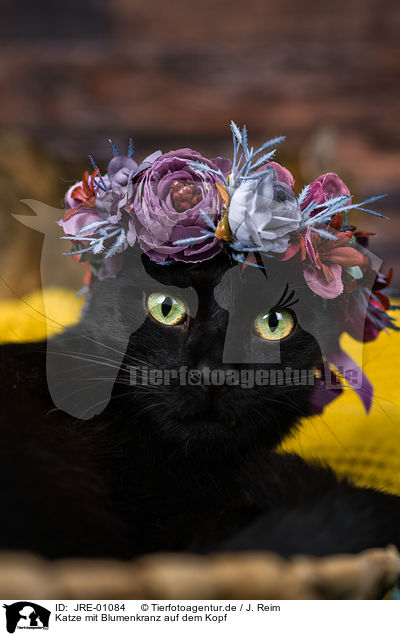 Katze mit Blumenkranz auf dem Kopf / Cat with flower wreath on head / JRE-01084