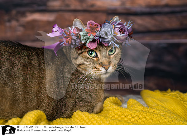 Katze mit Blumenkranz auf dem Kopf / Cat with flower wreath on head / JRE-01086