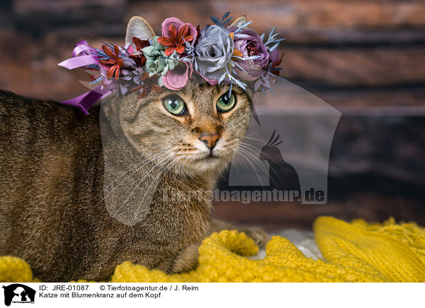 Katze mit Blumenkranz auf dem Kopf / Cat with flower wreath on head / JRE-01087