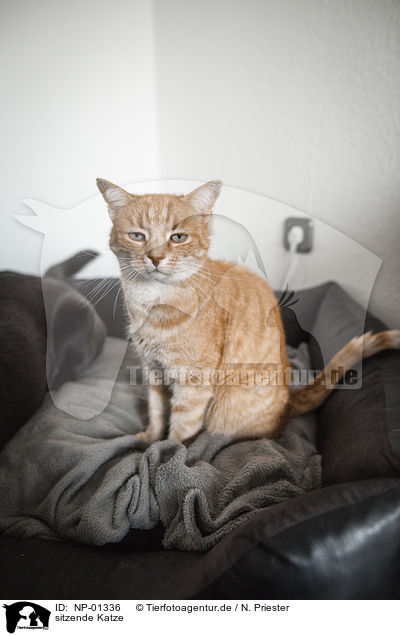 sitzende Katze / sitting cat / NP-01336