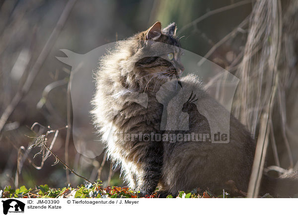 sitzende Katze / JM-03390