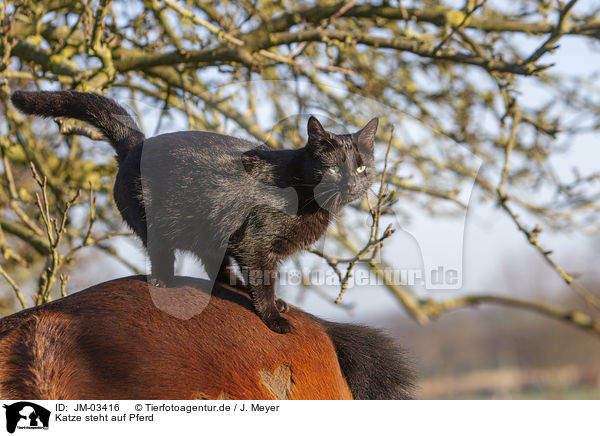 Katze steht auf Pferd / JM-03416