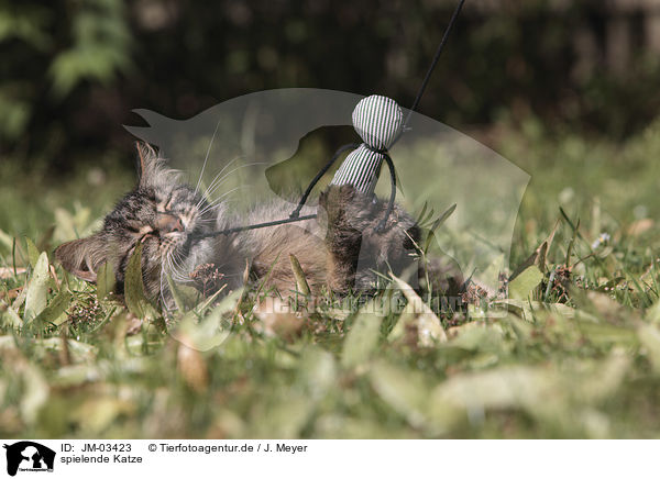 spielende Katze / playing cat / JM-03423