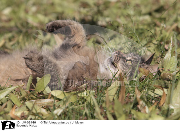 liegende Katze / JM-03446
