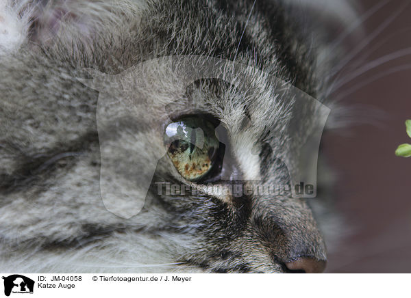 Katze Auge / JM-04058