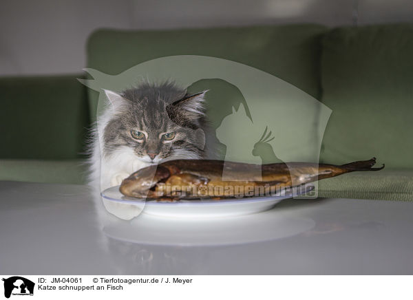 Katze schnuppert an Fisch / cat is snuffling fish / JM-04061
