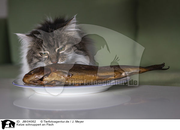 Katze schnuppert an Fisch / JM-04062