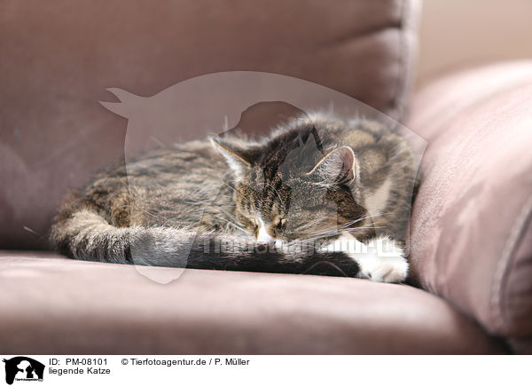 liegende Katze / PM-08101