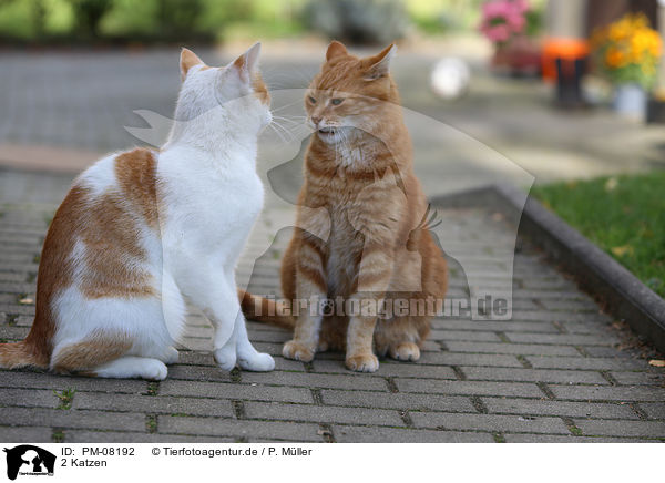 2 Katzen / 2 cats / PM-08192