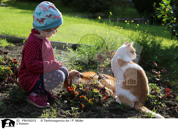 2 Katzen / 2 cats / PM-08203