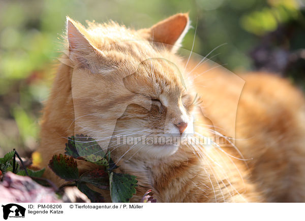liegende Katze / lying cat / PM-08206