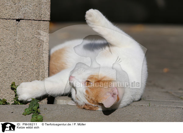 Katze wlzt sich / rolling cat / PM-08211