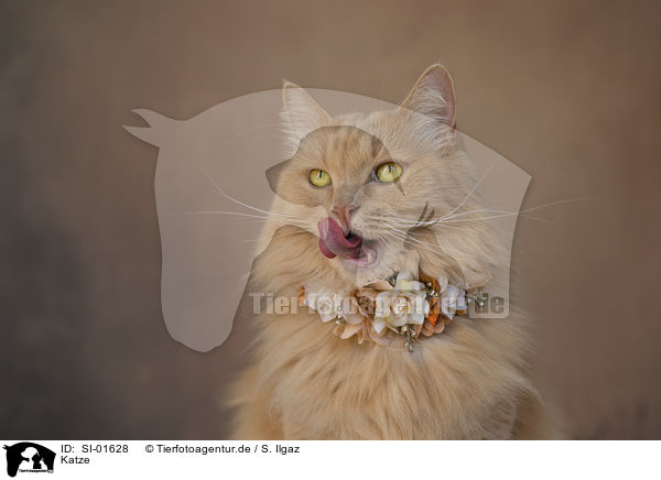 Katze / cat / SI-01628