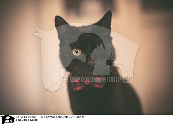 einugige Katze / monocular cat / JRO-01368