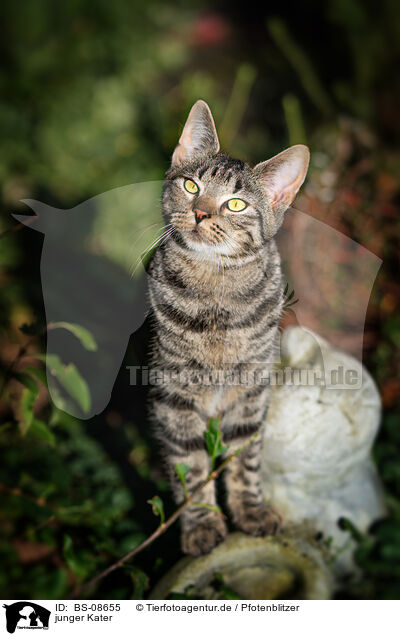 junger Kater / young tomcat / BS-08655