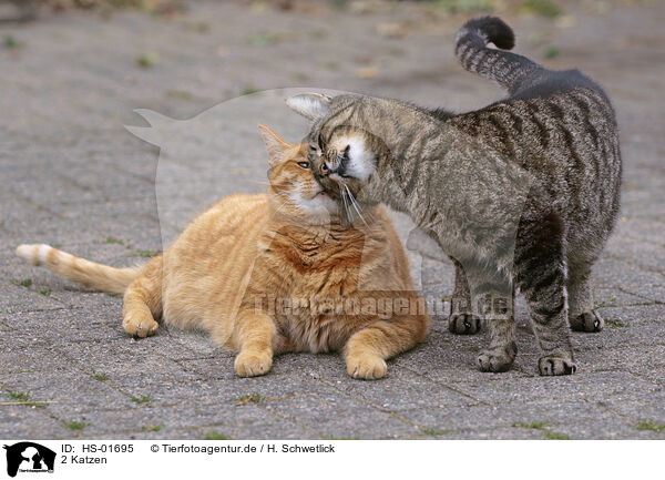 2 Katzen / 2 cats / HS-01695