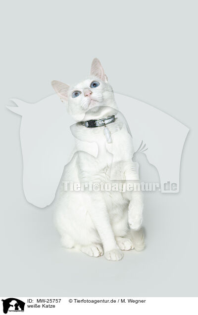 weie Katze / MW-25757
